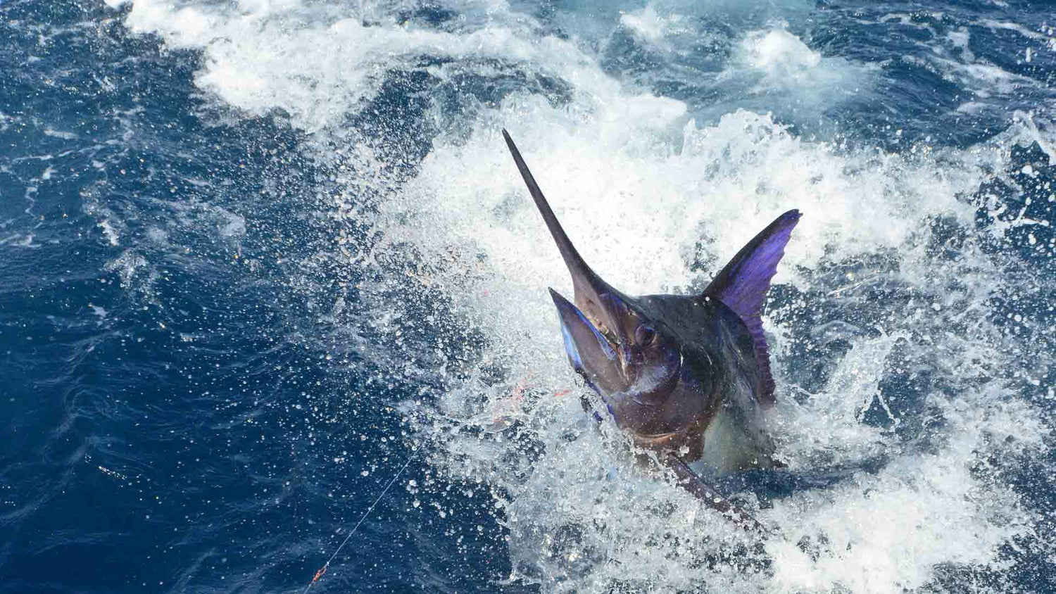 Fishing and Boating